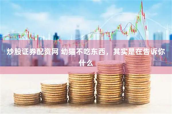 炒股证券配资网 幼猫不吃东西，其实是在告诉你什么